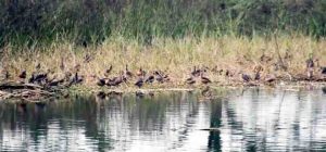 birds pic--16.01.19