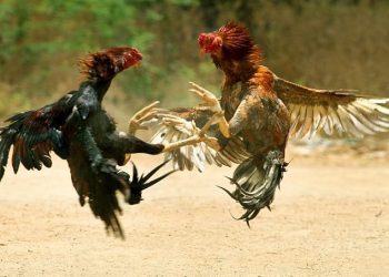 মোরগের কামড়ে মানুষের মৃত্যু