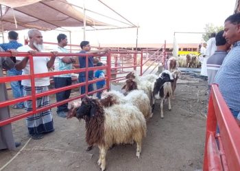 রমজানে দুম্বার মূল্য বৃদ্ধির আশংকা