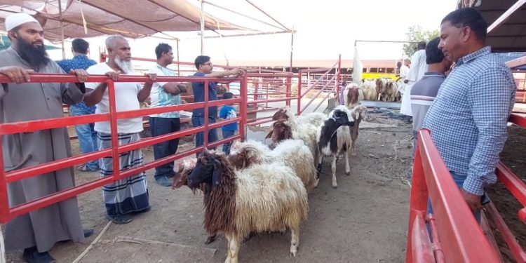 রমজানে দুম্বার মূল্য বৃদ্ধির আশংকা