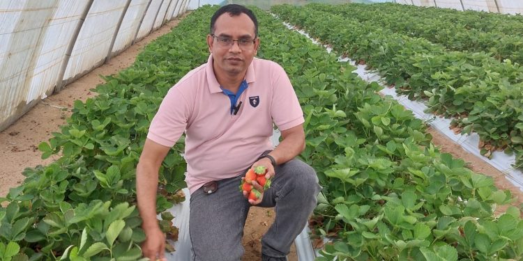 Writer in the strawberry field