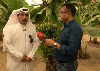 মরুর বুকে কলার বাগান: কুয়েতি কৃষি উদ্ভাবকের বিস্ময়কর সফলতা